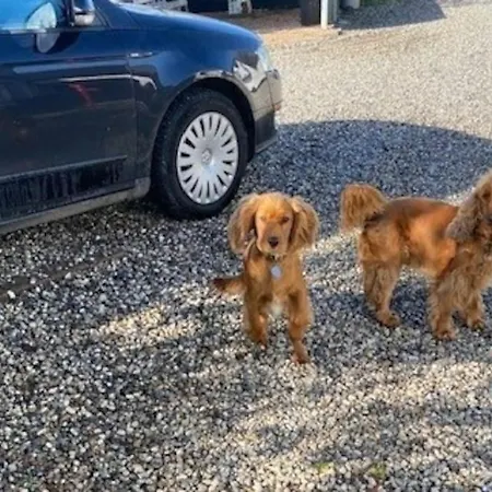 Nedlagt Landbrug Med 3 * Βέιλε